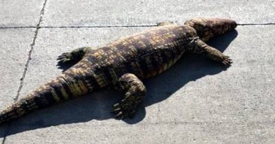 "Боялись выходить из дома": в США людей напугал огромный крокодил, который оказался игрушкой - focus.ua - США - New York - штат Айова
