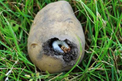 5 почвенных вредителей, которые лишают вас урожая картофеля и корнеплодов - skuke.net