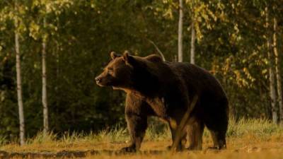 Европейского монарха заподозрили в убийстве самого большого медведя в ЕС - lenta.ua - Румыния - Лихтенштейн