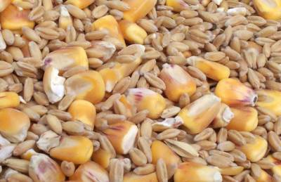 Прогноз: Мировые запасы пшеницы выйдут на рекорд за счет Китая - agroportal.ua - Китай