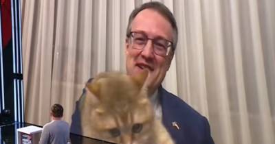 Антон Геращенко - Кот Геращенко прервал выступление замминистра в прямом эфире (видео) - focus.ua - Одесса