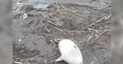 Александр Козлов - "Сняли шкуры и сбросили в море": Озвучена наиболее вероятная причина гибели нерп в Дагестане - reendex.ru - респ. Дагестан