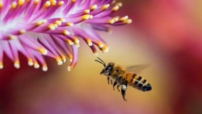 Иван Павлов - Нидерландские ученые представили новый метод диагностики COVID-19 с помощью пчел - nation-news.ru - Голландия