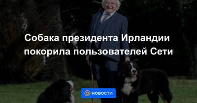 Собака президента Ирландии покорила пользователей Сети - news.mail.ru - Ирландия
