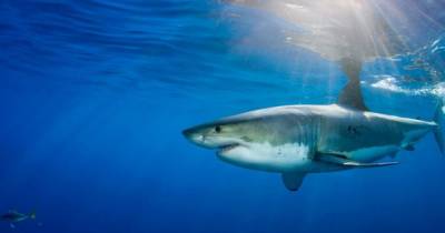 Акулы используют магнитное поле Земли для перемещений под водой, - ученые - focus.ua - США - Австралия - Юар