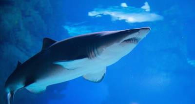 Белые акулы обучают молодняк в специальных "тренировочных лагерях" - ru.armeniasputnik.am