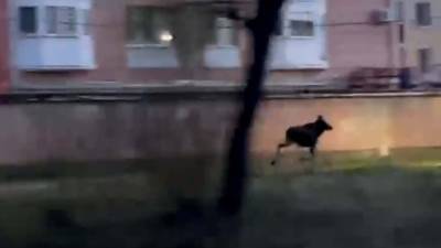 В Ярославле лось устроил спринт по городу - vesti.ru - Ярославль