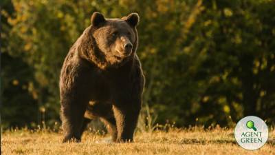 Принца Лихтенштейна заподозрили в убийстве самого большого медведя Европы - obzor.lt - Румыния - Лихтенштейн