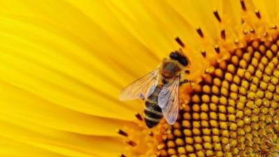 Павел Глазков - Биолог объяснил, как ученым удалось натренировать пчел диагностировать COVID - piter.tv - Санкт-Петербург - Голландия