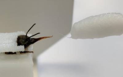 Ученые научили пчел выявлять коронавирус по запаху - korrespondent.net - Голландия
