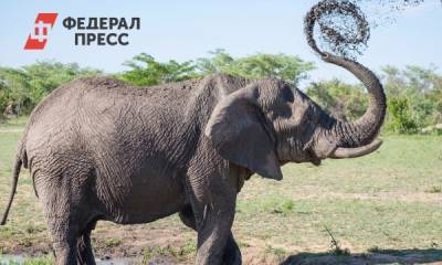 В США слониха судится с зоопарком из-за плохих условий - fedpress.ru - Нью-Йорк - Нью-Йорк - Владивосток