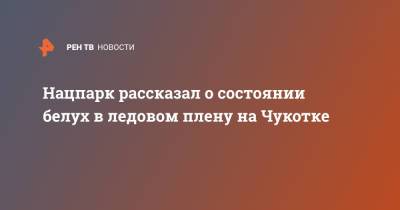 Нацпарк рассказал о состоянии белух в ледовом плену на Чукотке - ren.tv - Чукотка