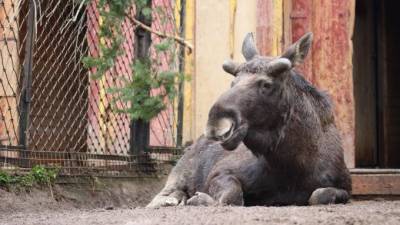 В Ленинградском зоопарке у лося начали расти рога - piter.tv