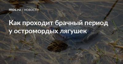 Как проходит брачный период у остромордых лягушек - mos.ru - Москва