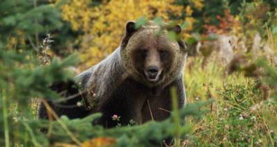 В Армении медведь напал на жителя села, но был застрелен - ru.armeniasputnik.am - Армения