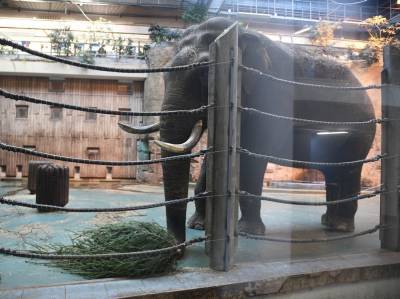 В США впервые рассмотрят иск слонихи о ее принудительном содержании в зоопарке - sobesednik.ru - США - Нью-Йорк