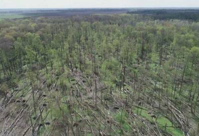 «Дикий» смерч на Житомирщине сломал целый лес (ВИДЕО) - lenta.ua - Житомирская обл. - Житомир