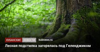 Лесная подстилка загорелась под Геленджиком - kubnews.ru - Анапа - Краснодарский край - Краснодар - Геленджик