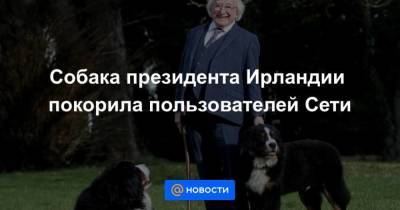 Собака президента Ирландии покорила пользователей Сети - skuke.net - Ирландия