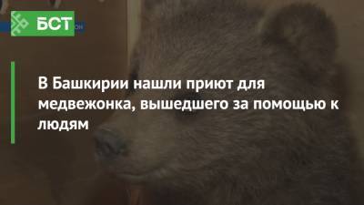 В Башкирии нашли приют для медвежонка, вышедшего за помощью к людям - bash.news - Башкирия