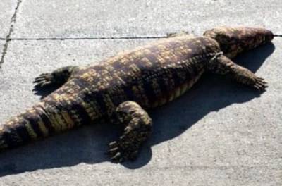 Жителей города напугал огромный крокодил, который оказался игрушкой - from-ua.com - Украина - New York - штат Айова