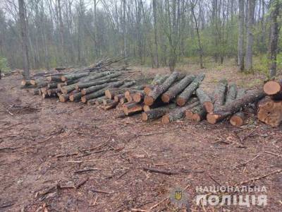 На Сумщине черные лесорубы вырубили ценных пород дерева на полмиллиона - lenta.ua - Сумская обл.
