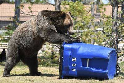 принц Гарри - Гигантский медведь съел цыплят принца Гарри и Меган Маркл - mk.ru