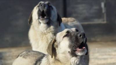 Кристина Журавлева - Волонтеры ищут новых хозяев для собак убитой на Урале блогерши - skuke.net