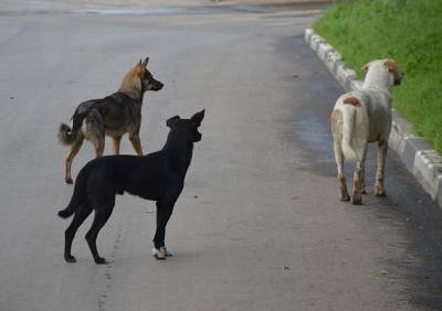 Из рязанского питомника для безнадзорных животных сбежало 300 собак - ya62.ru - Рязанская обл.