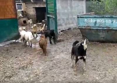 Одна из собак, сбежавших из рязанского питомника, погибла - ya62.ru