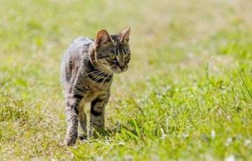Ученые обнаружили у кошек необычные способности к воображению - charter97.org