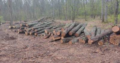 В Сумской области сотрудники лесхоза незаконно рубили дубовый лес (ФОТО) - delo.ua - Сумская обл.