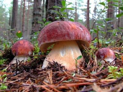 Минприроды объяснило, можно ли бесплатно собирать грибы - continent.news - Россия
