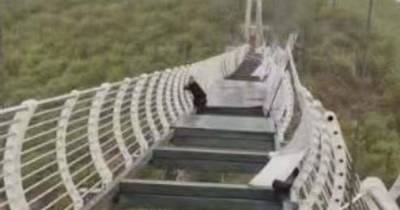 В Китае турист застрял на подвесном стеклянном мосту на высоте 100 метров - tsn.ua - Китай - Индонезия