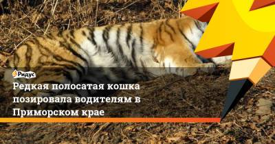 Редкая полосатая кошка позировала водителям в Приморском крае - ridus.ru - Приморье край