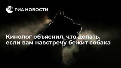 Владимир Голубев - Кинолог объяснил, что делать, если вам навстречу бежит собака - ria.ru - Москва