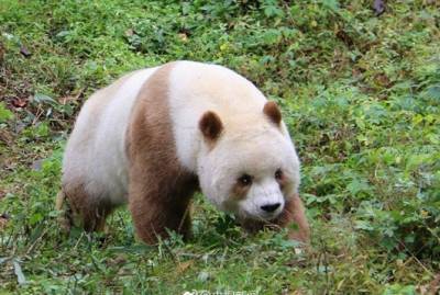 В Шэньси показали единственную в мире коричневую панду, живущую в неволе - kp.ua - Китай - провинция Шэньси