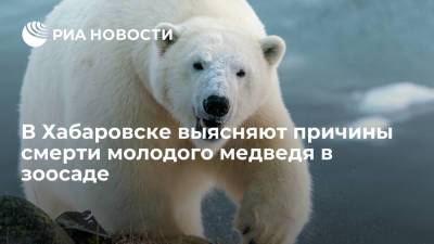 В Хабаровске выясняют причины смерти молодого медведя в зоосаде - ria.ru - Россия - Венгрия - Хабаровск