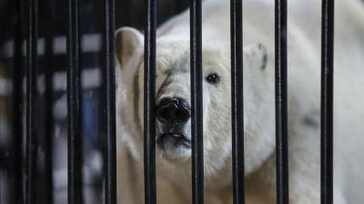 Прокуратура начала проверку из-за смерти белого медведя в зоосаде Хабаровска - iz.ru - Москва - Якутск - Хабаровск