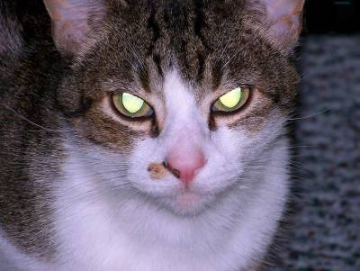 Почему глаза моей кошки светятся в темноте яркими огнями? - skuke.net