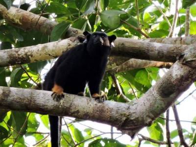 Краснорукие тамарины в лесах Амазонии осваивают язык родственного вида - polit.ru - Бразилия - Экология