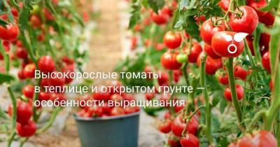 Высокорослые томаты в теплице и открытом грунте — особенности выращивания - skuke.net