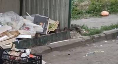 «От чумы скоро прививаться будем»: ярославцы в ужасе от заполонивших город крыс. Видео - progorod76.ru - Ярославская обл. - Ярославль