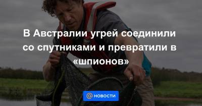 В Австралии угрей соединили со спутниками и превратили в «шпионов» - news.mail.ru - Австралия