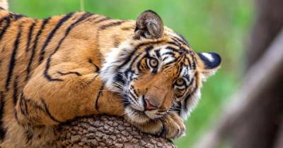 В Бангладеш поймали браконьера, убившего около 70 бенгальских тигров (фото) - focus.ua - Бангладеш