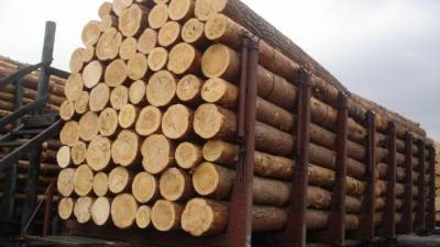 ЕС перейдет к новому этапу борьбы с вырубкой лесов - hubs.ua
