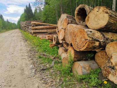 В Слудицах жители оказались недовольны разбитой лесовозами дорогой - ivbg.ru - Ленинградская обл. - район Гатчинский