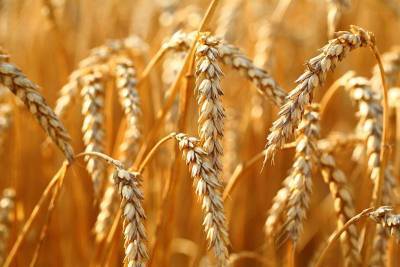 СовЭкон прогнозирует снижение экспорта пшеницы из РФ в сезоне 2021/22 гг до 36,6 млн т - smartmoney.one - Москва - Omsk - Reuters