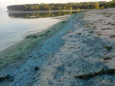 Жителей Петербурга предупредили об опасности сине-зеленых водорослей - abnews.ru - Петербурга