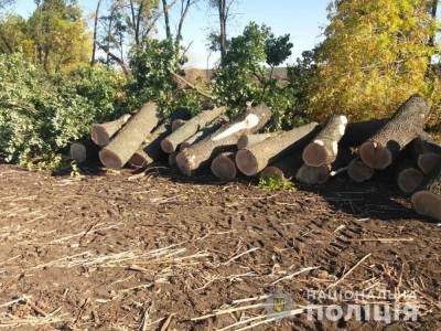Житель Лунинецкого района погиб при удалении деревьев - naviny.by - район Лунинецкий
